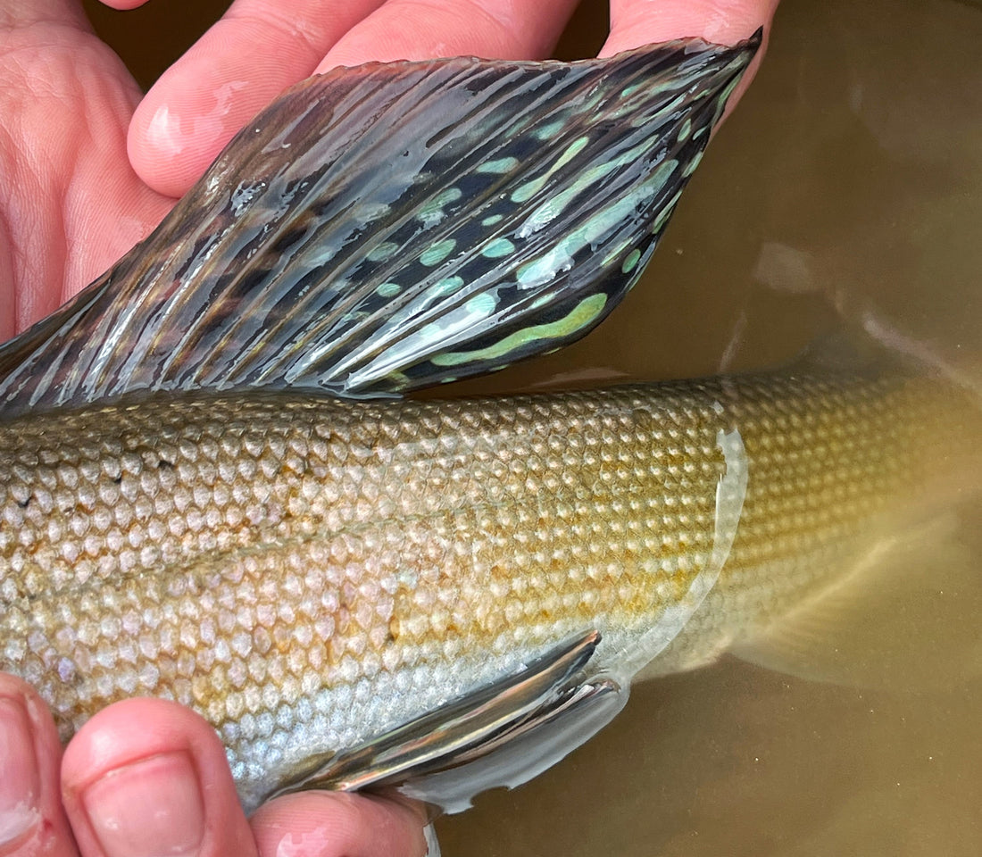 More from 25 On the Fly