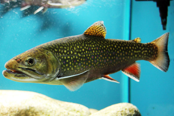 Brook Trout Fly Fishing - Hooking a Brookie