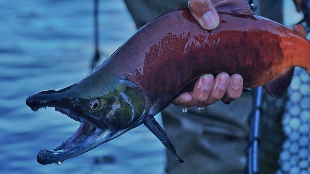 Fly Fishing Colorado’s Fall Runs for Kokanee Salmon