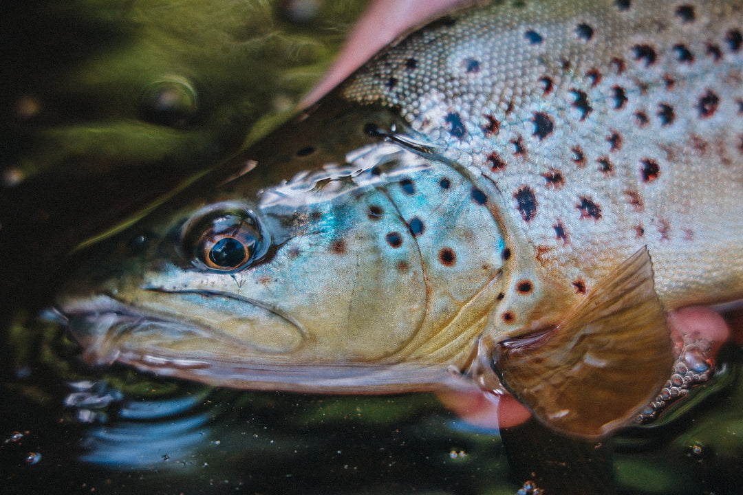 Fly Rod Storage For Summer Float Trips