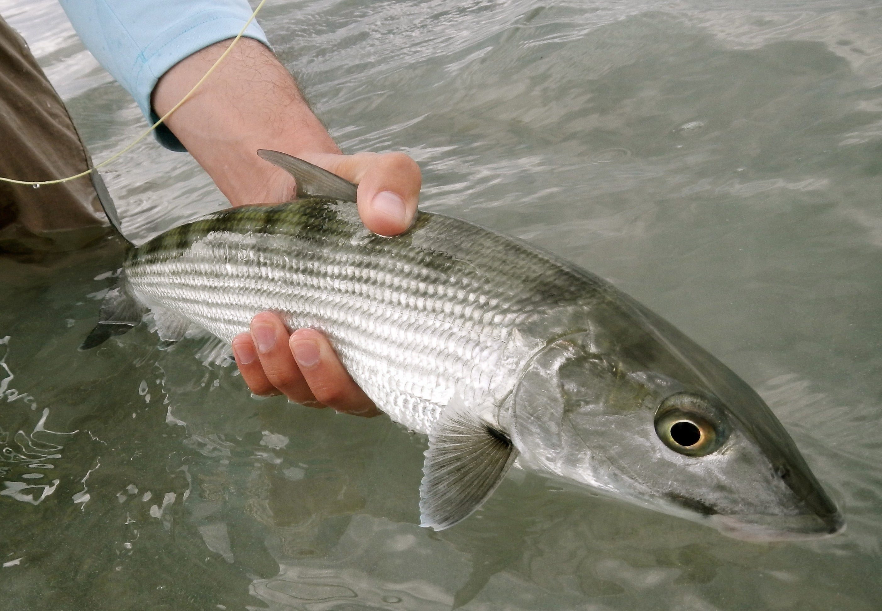 Bonefish Labchart Support Bonefish & Tarpon Trust – Riversmith Inc