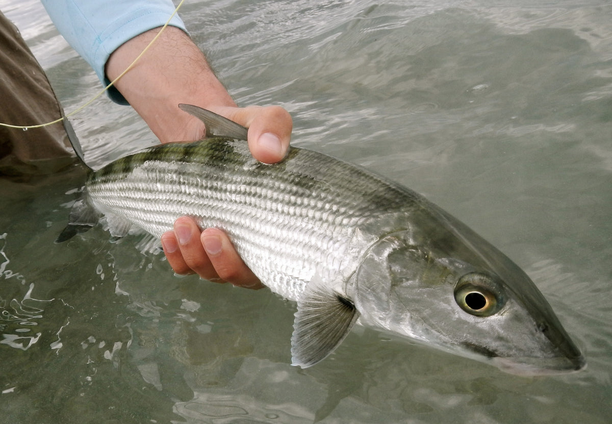 Bonche Fish Support Bonefish & Tarpon Trust – Riversmith Inc