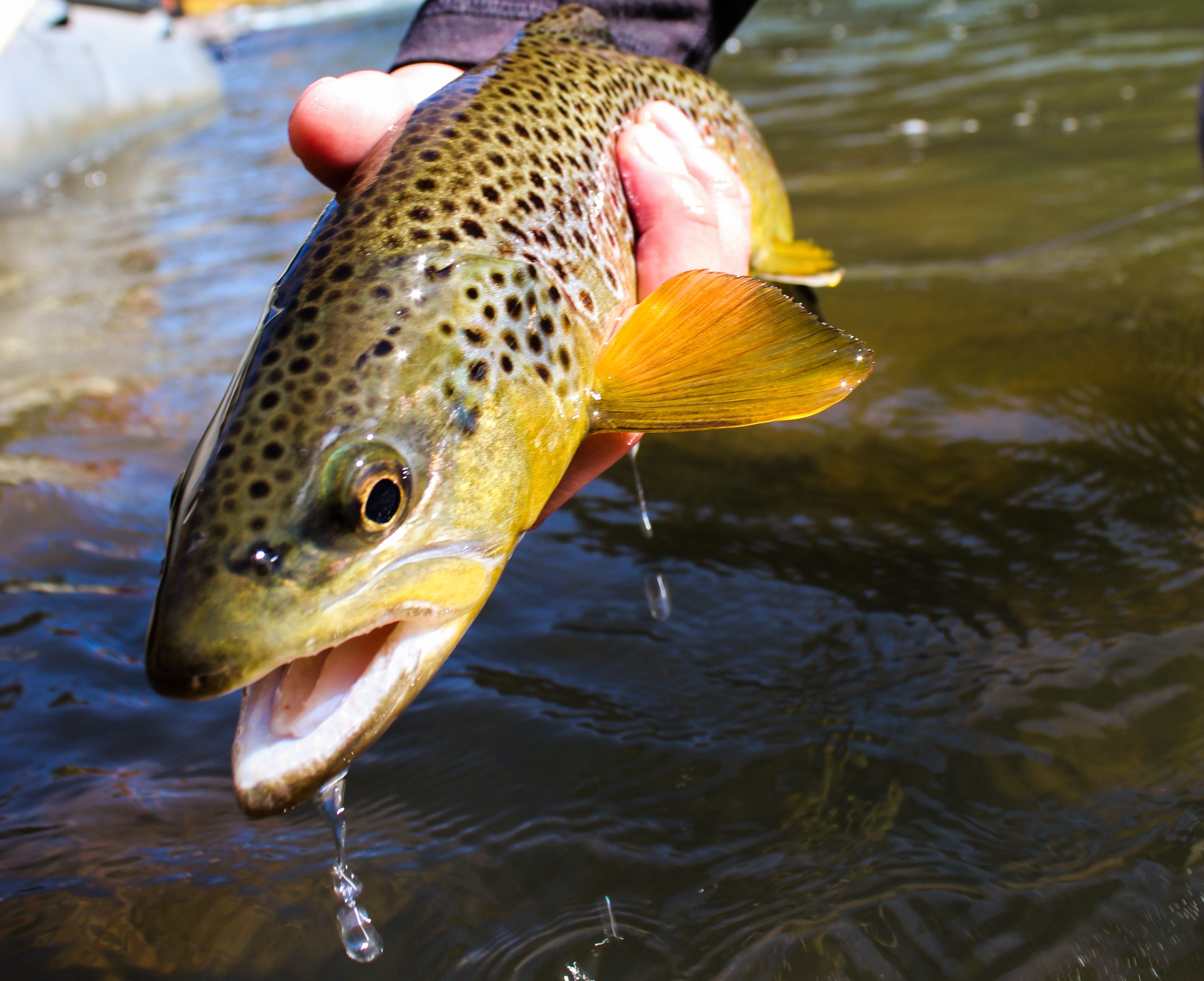 Fly Fishing for Brown Trout in the Fall Photo Essay